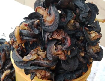 Oven-Dried Snails